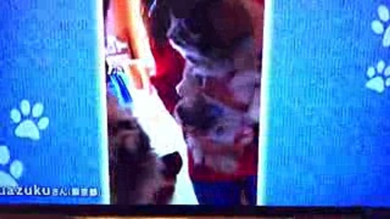 どうぶつピース ペキニーズ モッタ 猫が好きすぎて猫語習得⁉︎ 20170616 motta