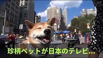 珍柄ペットが日本のテレビ初公開 『どうぶつピース』