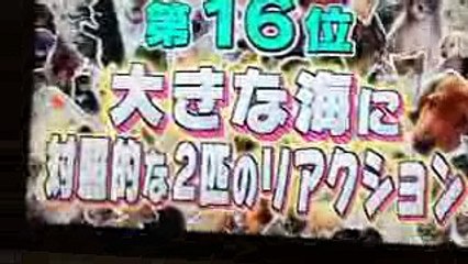 ロア どうぶつピース  アメリカンピットブルテリア 2ヵ月
