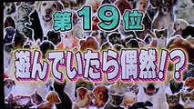 テレビ東京「動物ピース」メインクーンの子猫！