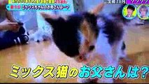 2016年9月30日 どうぶつピース‼︎  ミックス猫ミックスちゃん出演