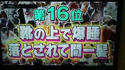 どうぶつピースで放送されたアメショーちゃん(^▽^)
