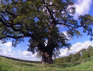 EYEWITNESS Tree (ft. Martin Shean)