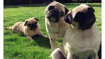 Rest in Peace Peggy the Pug ( You will be missed