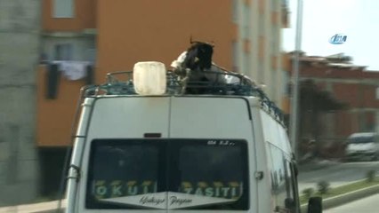 Keçileri Kaçırtan Yolculuk...Minibüs Üstündeki Keçinin Zorlu Yolculuğu Kamerada