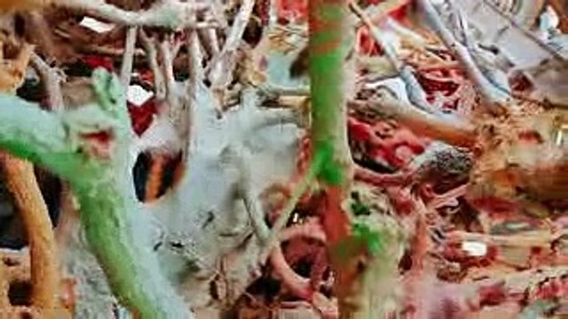 Road Trip From Palm Springs to Las Vegas!