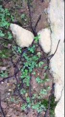 creo que hay una serpiente en mi jardin (asia)