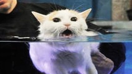Cats hate water- Funny Cats in water compilation 2017