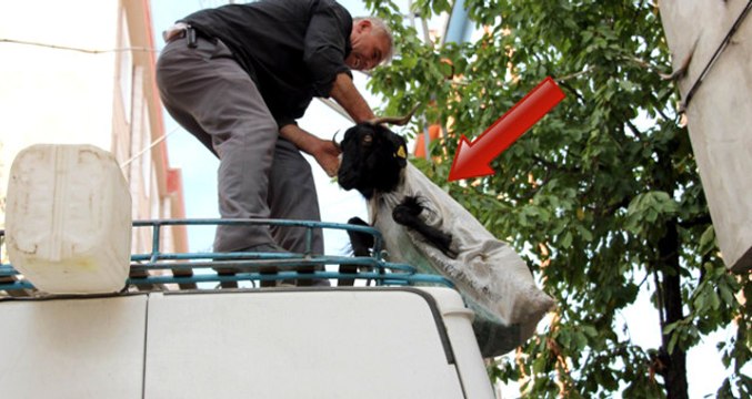 Keçileri Kaçırtan Yolculuk...Minibüs Üstündeki Keçinin Zorlu Yolculuğu Kamerada