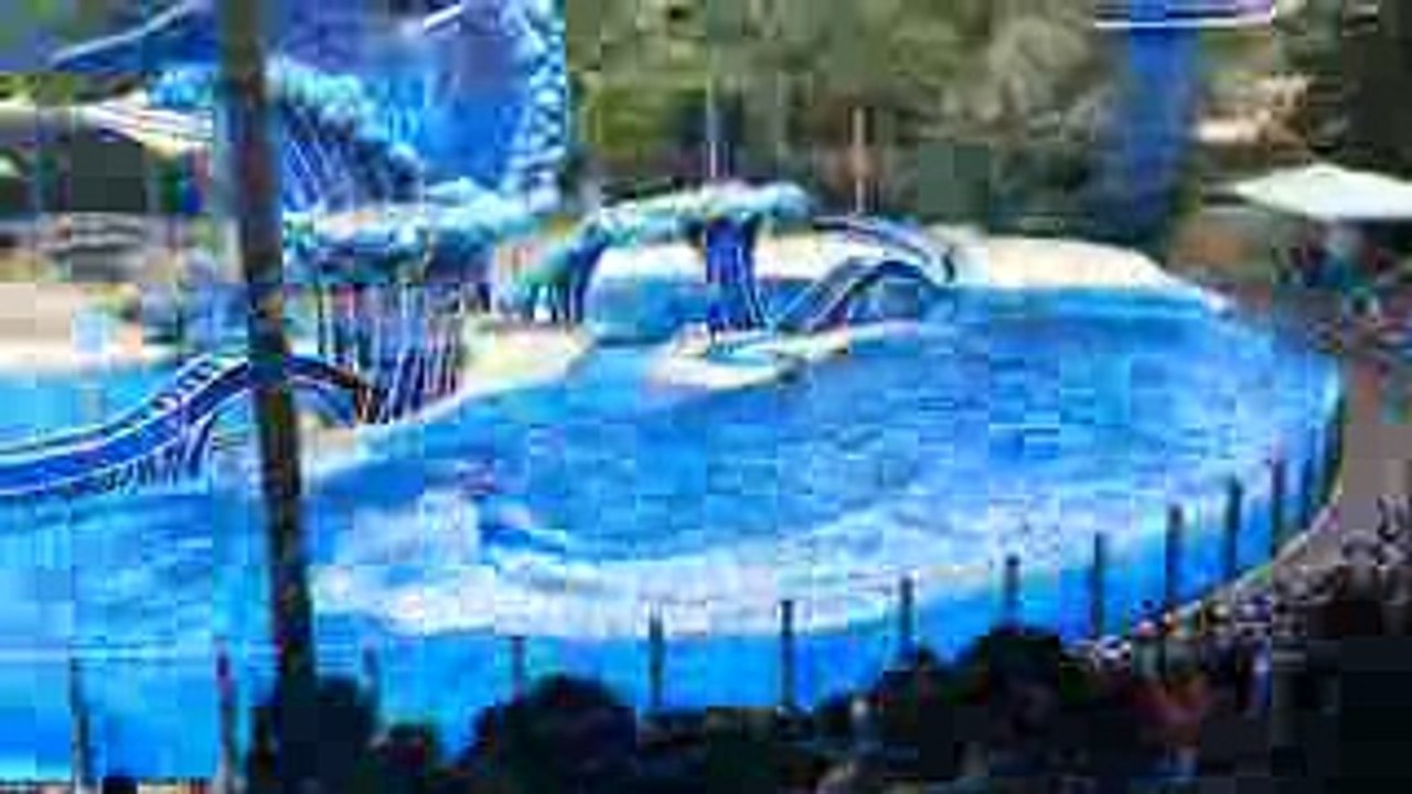 Dolphin Days Show Sea World Orlando