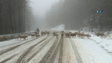 Uludağ'a Kar Yağdı, Koyunların Zirve Kampı Erken Bitti