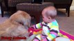 Golden Retriever And Baby Are Best Friend - Beautiful Friendship - Golden Retriever Loves Baby