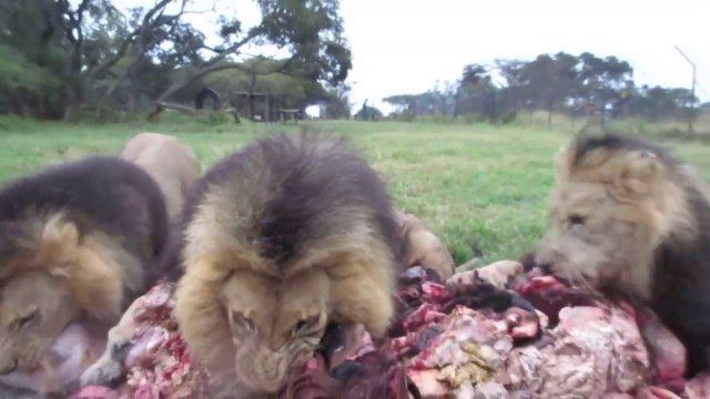 Nourrir des lions avec des tripes d'Antilopes... Bonheur !!