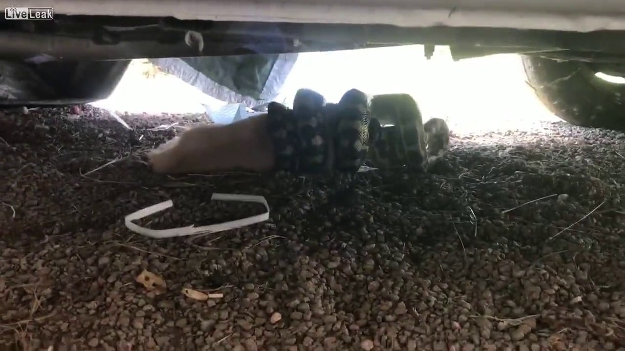 Etranglement d'un chat par un serpent python... il voulait l'avaler !