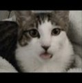 【ぺろぺろ猫】 真顔で舌をペロペロ出し続ける猫がカワイイ…！w