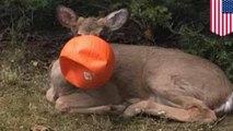 Deer with plastic pumpkin stuck on head gets rescued by neighbors