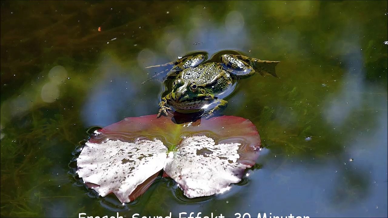 Frosch-Sound-Effekt, 30 Minuten