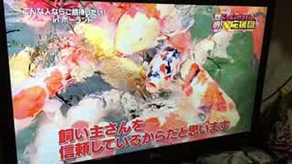 ニッポン行きたい！応援団  日本の錦鯉を愛するポーランド少女