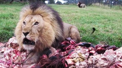 L'heure du repas pour des lions