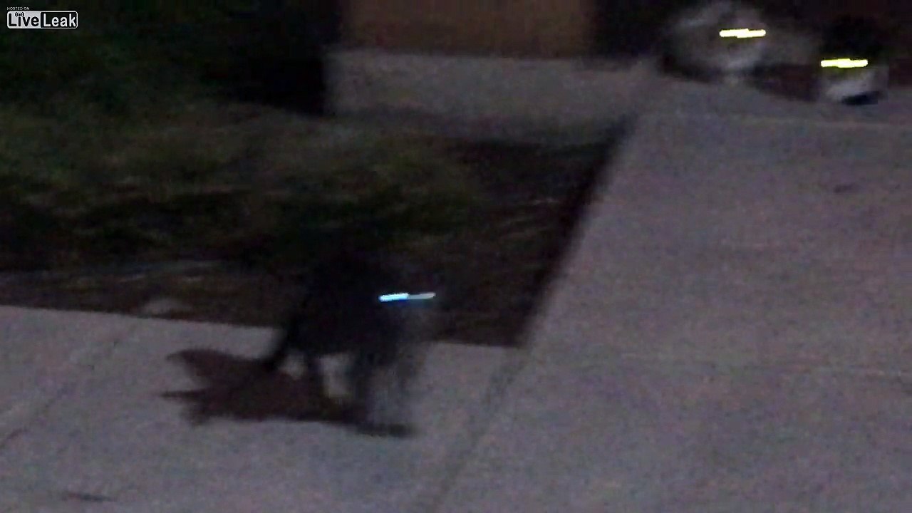 Starbucks Feral Cats in Red Bluff, CA.  Deliberate Jewish Animal Warefare, Shabbos Goyim, Shut This Goy Up, The Goyim Know, Shut it Down