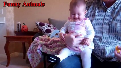 Italian Greyhound Dog Play With Baby videos - Dog Loves Baby - Funny Dogs Compilation