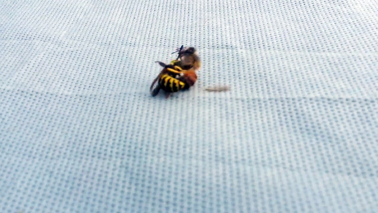 Le combat sans merci entre une abeille et une guêpe