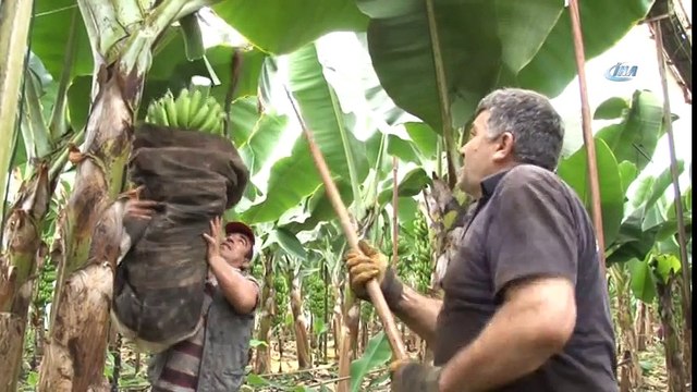 Anamur, Türkiye’nin Muz İhtiyacına Yetişemiyor