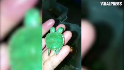 Rare Two-headed Turtle Born In Thailand