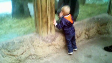 Un enfant et un jeune gorille jouent à cache-cache dans un zoo...