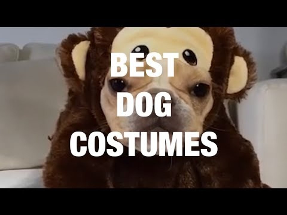 Delightful Dogs in Adorable Costumes