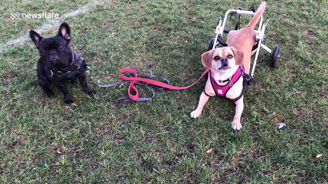 Paralysed dog plays fetch in custom wheelchair