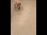 Energetic Puppy Tries to Fight a Lemon