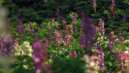 ماذا يعني "الأمل" لفريق عمل "لها"؟