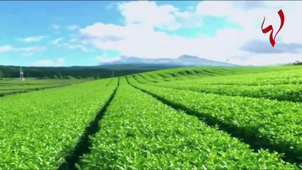 صحتك مع كارين - خفّضي وزنك بالشاي الأخضر!