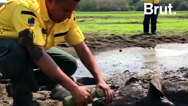 Au Brésil, la sécheresse tue les animaux
