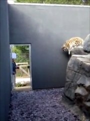 FUNNY VIDEO - This leopard shows off some serious...