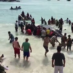 FUNNY VIDEO - When we all come together great things...