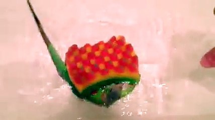 Chameleon Changing Color