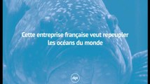 Cette entreprise française veut réparer les océans de la folie humaine en les repeuplant