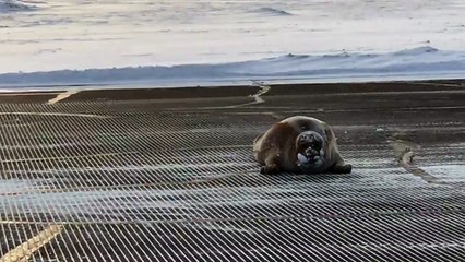 Un phoque coince une piste d'aéroport