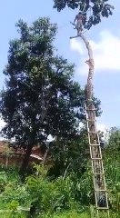 Voilà pourquoi il ne faut jamais couper un arbre soi-même...