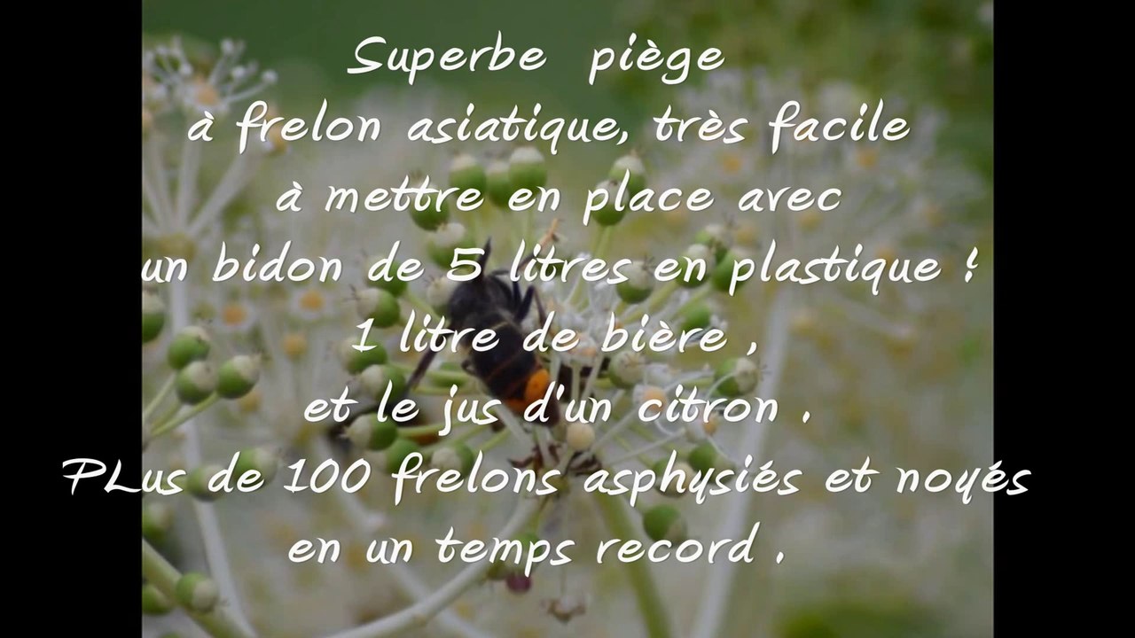 Superbe  piège  à frelon asiatique, très facile  à mettre en place avec un bidon de 5 litres en plastique ! 1 litre de bière , et le jus d'un citron . PLus de 100 frelons asphysiés et noyés  en un temps record .    (1)