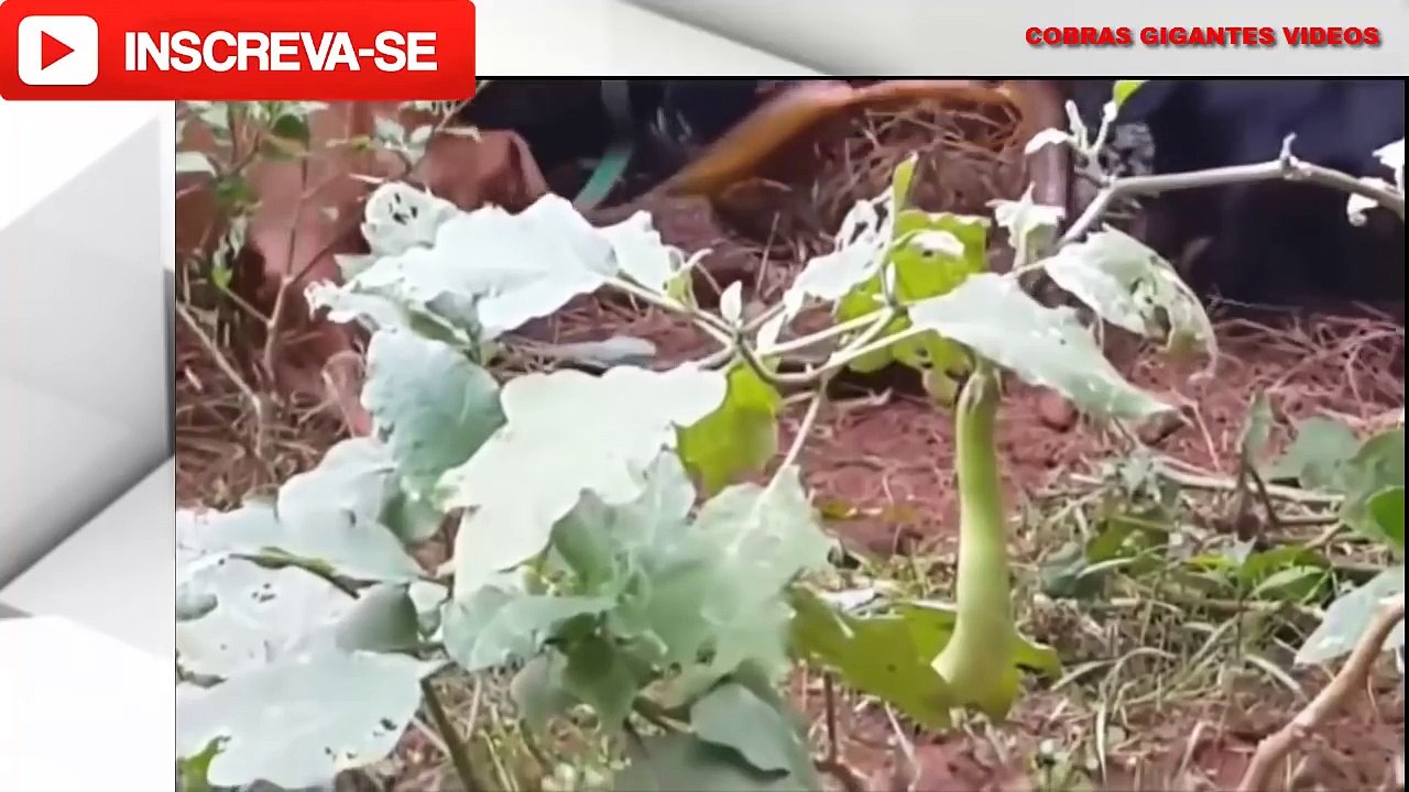 COBRAS VS CACHORROS - LUTAS REAIS - ANACONDA SUCURI VS CACHORRO - COMPLETO FULL HD 2017