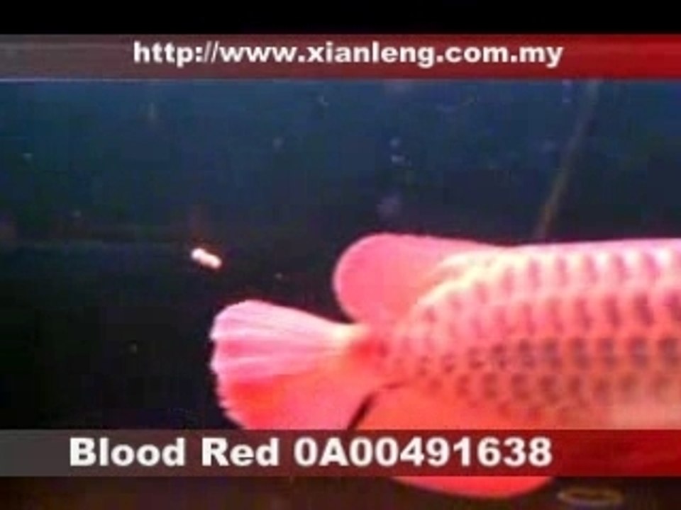 Blood Red