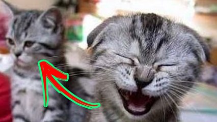 RIR DO INICIO AO FIM CASSETADAS