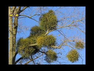Boule de gui --- comptines de Noel