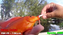 Fishing for Exotic Cichlids in Florida (Opa-Locka, FL)