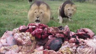 When it's mealtime for a group of lions