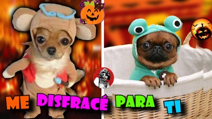 LOS DISFRACES DE ANIMALITOS MAS TIERNOS Y GRACIOSOS QUE CAUTIVARAN TU CORAZON | OSCAR JACK