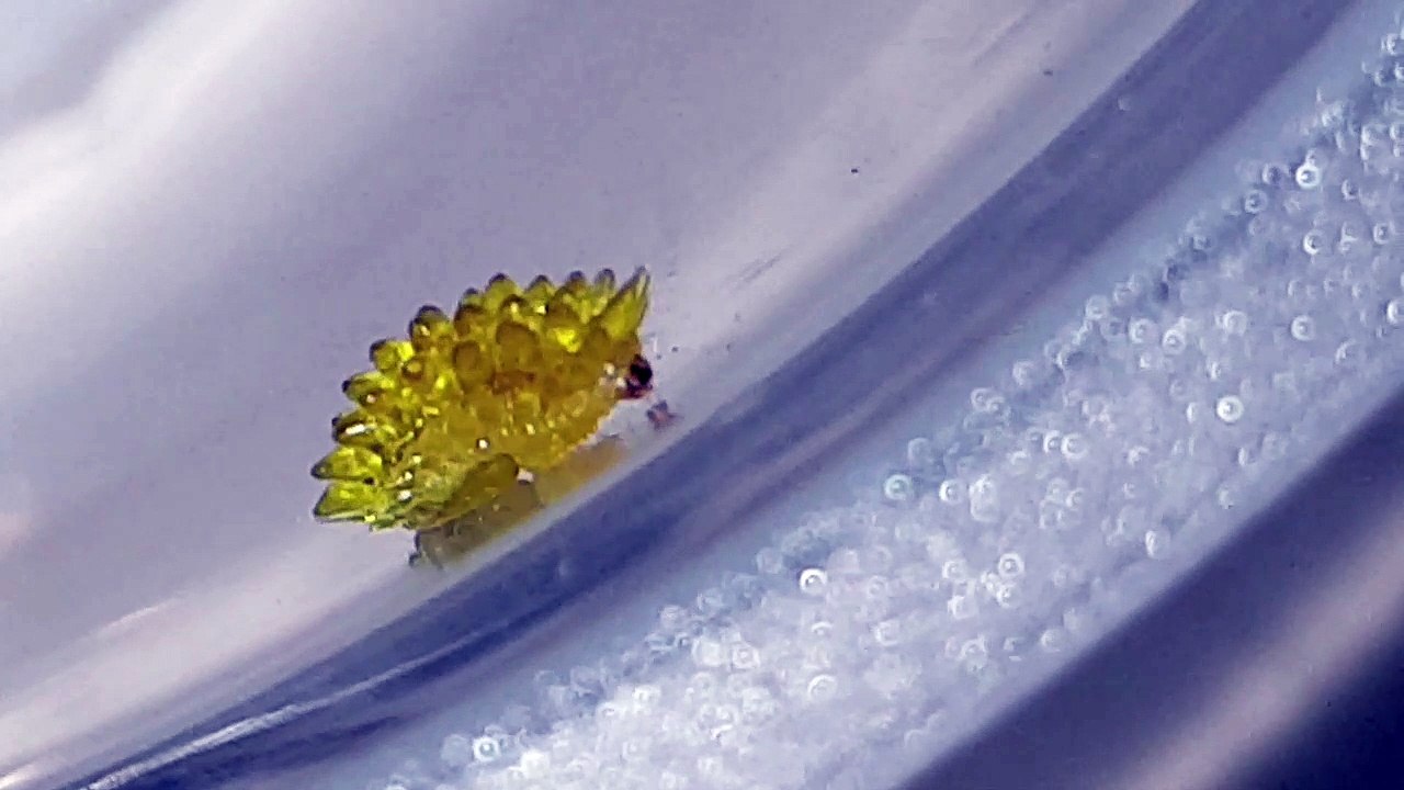 Unique Caterpillar